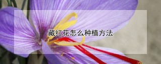 藏红花怎么种植方法,第1图