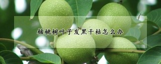 核桃树叶子发黑干枯怎么办,第1图