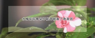 水梅花花骨朵不能开就落了啥原因,第1图