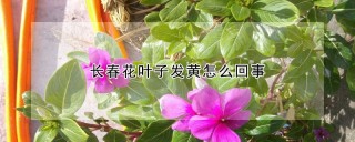 长春花叶子发黄怎么回事,第1图