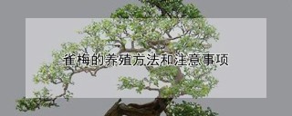 雀梅的养殖方法和注意事项,第1图