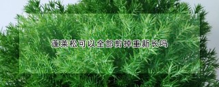 蓬莱松可以全部剪掉重新长吗,第1图