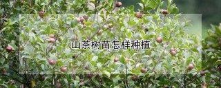 山茶树苗怎样种植,第1图