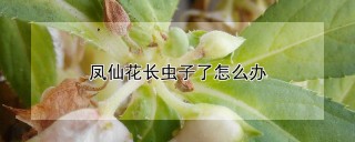 凤仙花长虫子了怎么办,第1图