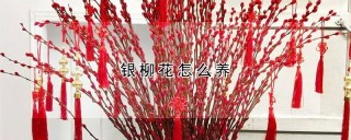 银柳花怎么养,第1图