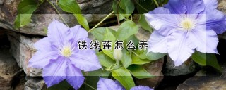 铁线莲怎么养,第1图