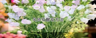 风铃花醒花方法,第1图