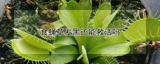 食蝇草发黑还能救活吗,第1图