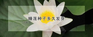 睡莲种子多久发芽,第1图