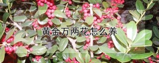 黄金万两花怎么养,第1图