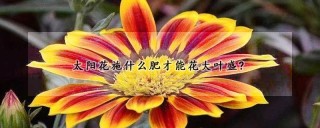 太阳花施什么肥才能花大叶盛?,第1图