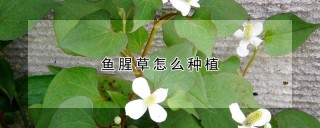 鱼腥草怎么种植,第1图