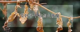 花叶子干枯怎么恢复,第1图