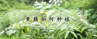 黄精如何种植,第1图