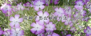 花种子怎么种植方法,第1图