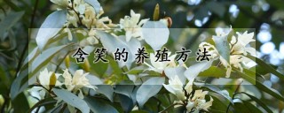 含笑的养殖方法,第1图