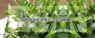 钻石翡翠的养殖方法和注意事项,第1图