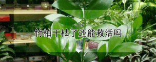 竹柏干枯了还能救活吗,第1图