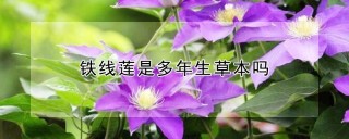 铁线莲是多年生草本吗,第1图