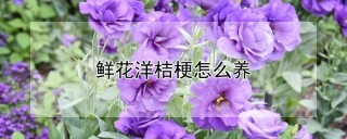 鲜花洋桔梗怎么养,第1图