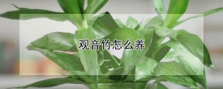 观音竹怎么养,第1图