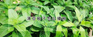 薄荷种子怎么播种,第1图