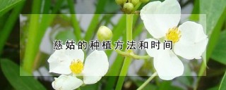 慈姑的种植方法和时间,第1图