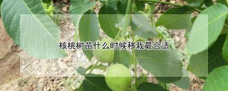 核桃树苗什么时候移栽最合适,第1图