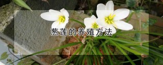 葱莲的养殖方法,第1图