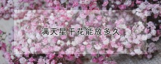 满天星干花能放多久,第1图