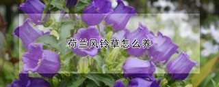 荷兰风铃草怎么养,第1图