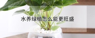 水养绿植怎么能更旺盛,第1图