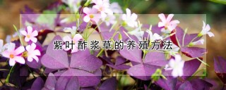 紫叶酢浆草的养殖方法,第1图