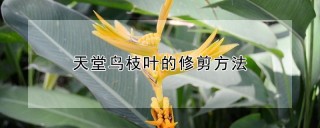 天堂鸟枝叶的修剪方法,第1图