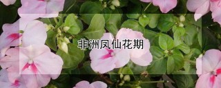 非洲凤仙花期,第1图