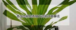 香龙血树的养殖方法和注意事项,第1图