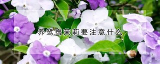 养鸳鸯茉莉要注意什么,第1图