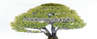 小叶紫檀叶子干枯脱落有救吗,第1图