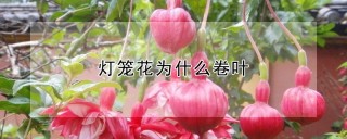 灯笼花为什么卷叶,第1图