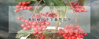 朱砂根叶子下垂怎么办,第1图