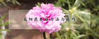 太阳花养殖方法与技巧,第1图