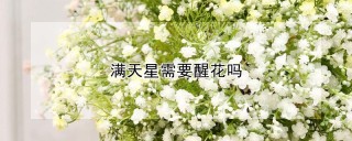 满天星需要醒花吗,第1图