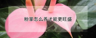 粉掌怎么养才能更旺盛,第1图