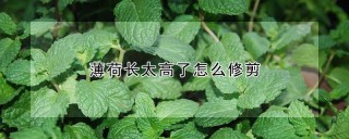 薄荷长太高了怎么修剪,第1图