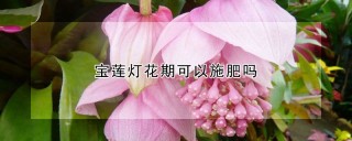 宝莲灯花期可以施肥吗,第1图