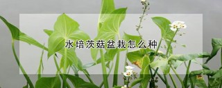 水培茨菇盆栽怎么种,第1图