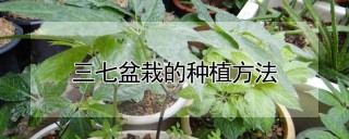 三七盆栽的种植方法,第1图