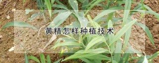 黄精怎样种植技术,第1图