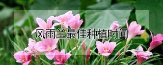 风雨兰最佳种植时间,第1图