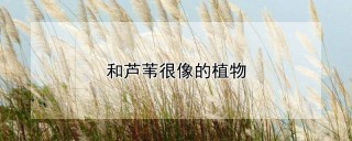 和芦苇很像的植物,第1图